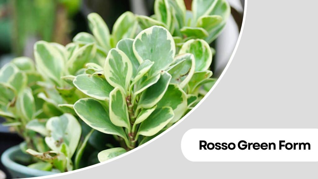 2. Baby Rubber Plant (Peperomia obtusifolia)