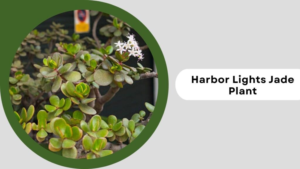  Harbor Lights Jade Plant