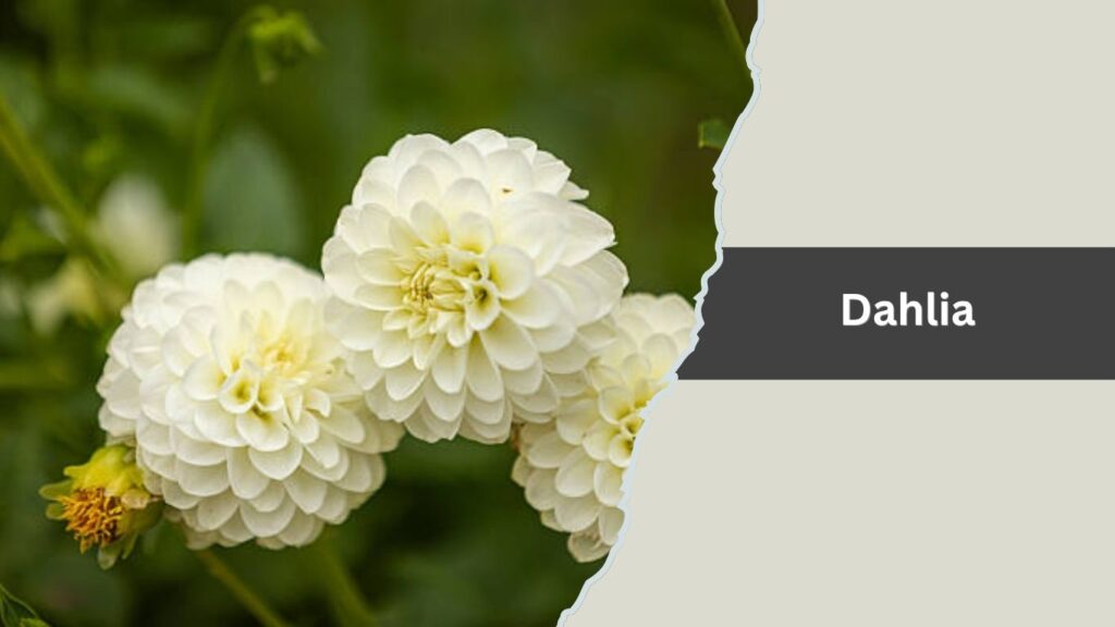 Dahlia