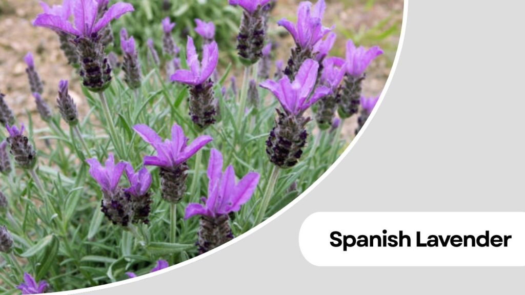  Spanish Lavender (Lavandula stoechas)