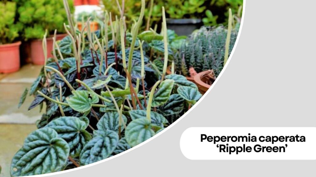 Peperomia caperata ‘Ripple Green