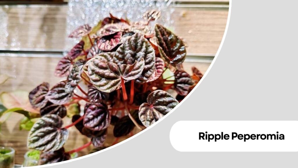 Ripple Peperomia (Peperomia caperata)