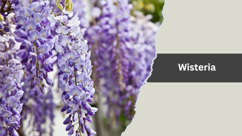 Wisteria