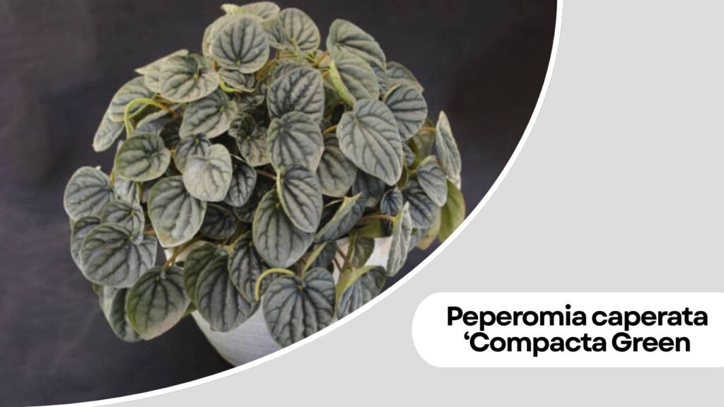 Peperomia caperata ‘Compacta Green