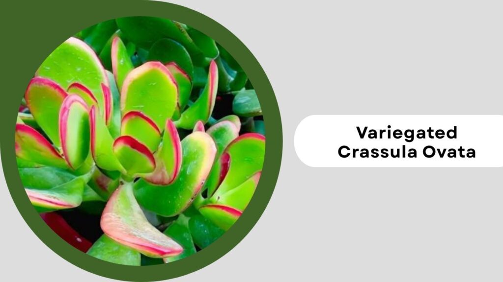  Variegated Crassula Ovata