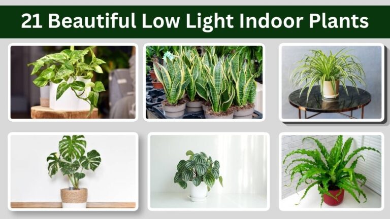 21 Beautiful Low Light Indoor Plants for Home & Office