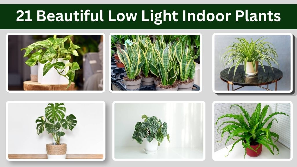 21 Beautiful Low Light Indoor Plants for Home & Office