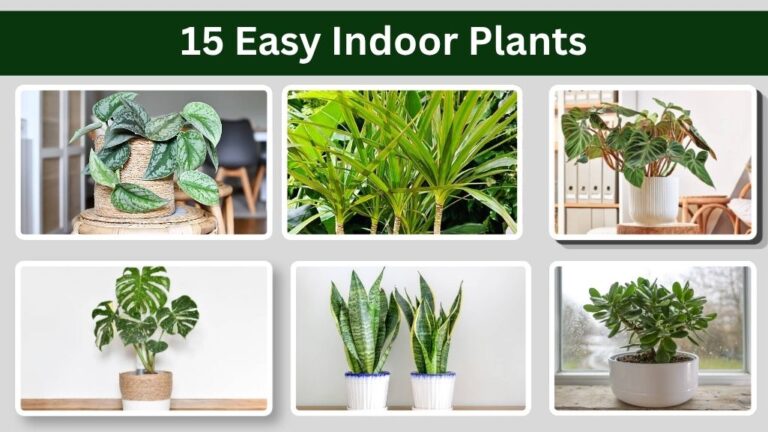 15 Easy Indoor Plants, Stylish, Hardy, and Easy to Maintain