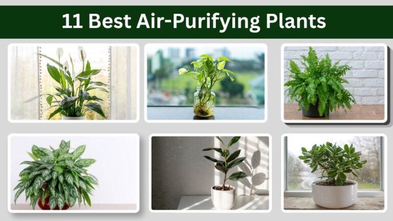 11 Best Air-Purifying Plants for Homes, Offices, and Bedrooms