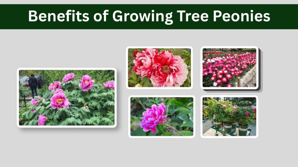 Benefits of Growing Tree Peonies