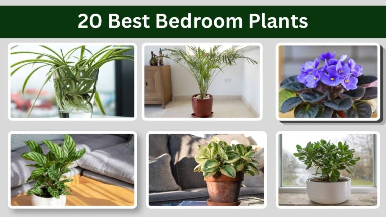 21 Best Pet Friendly Indoor Plants for Cat and Dog Owners