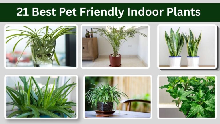 20 Best Bedroom Plants for Better Sleep and Fresh Air