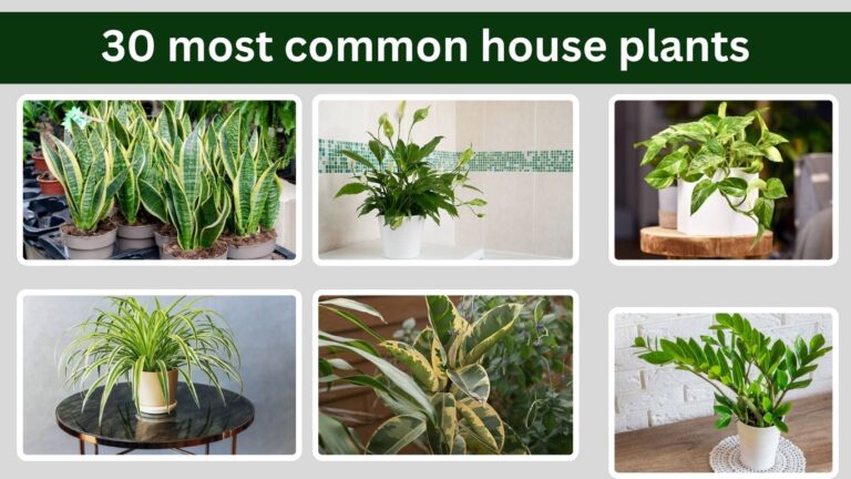 30 most common house plants : Watering, Light, Soil & Propagation Tips