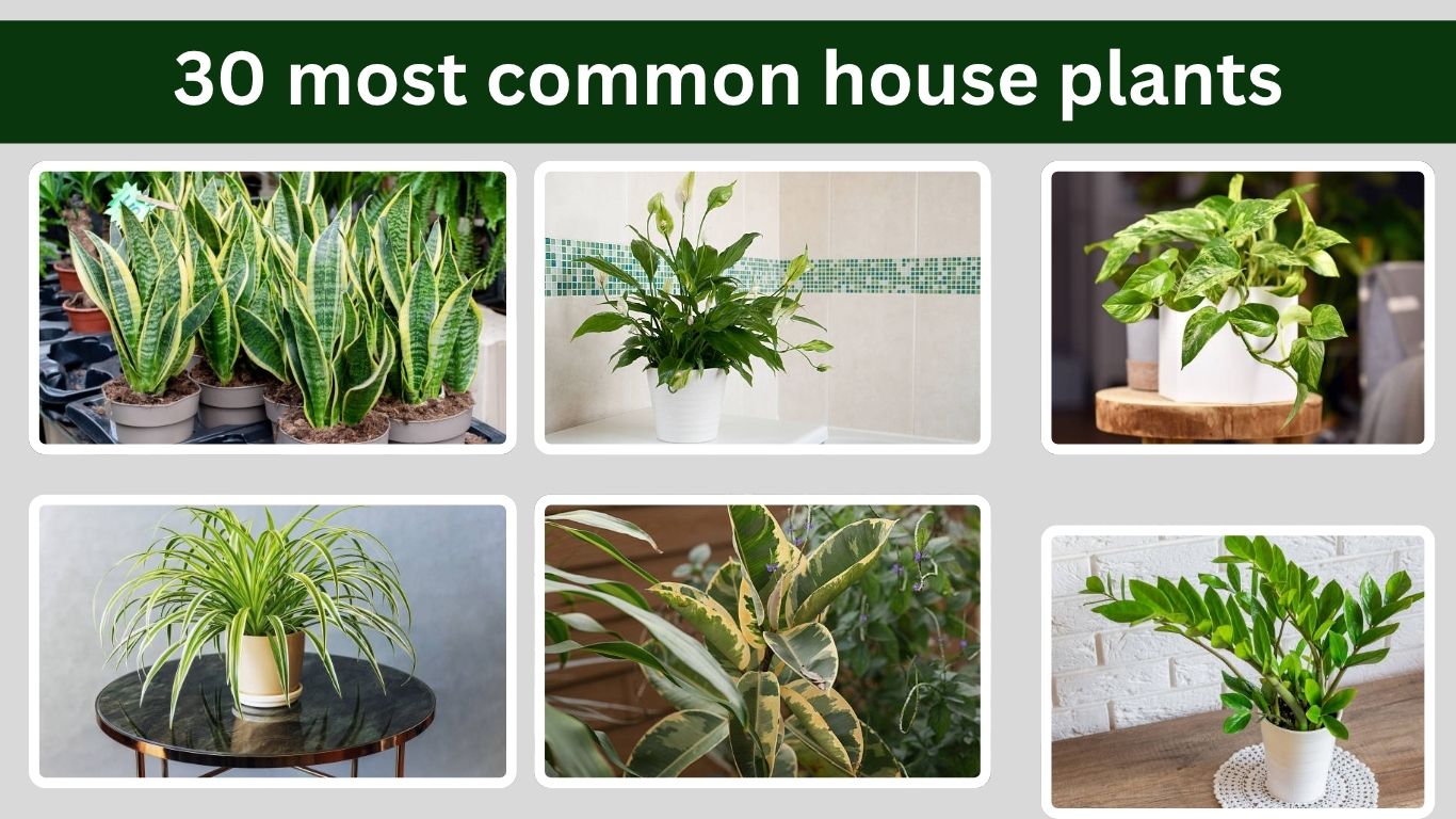 30 most common house plants : Watering, Light, Soil & Propagation Tips