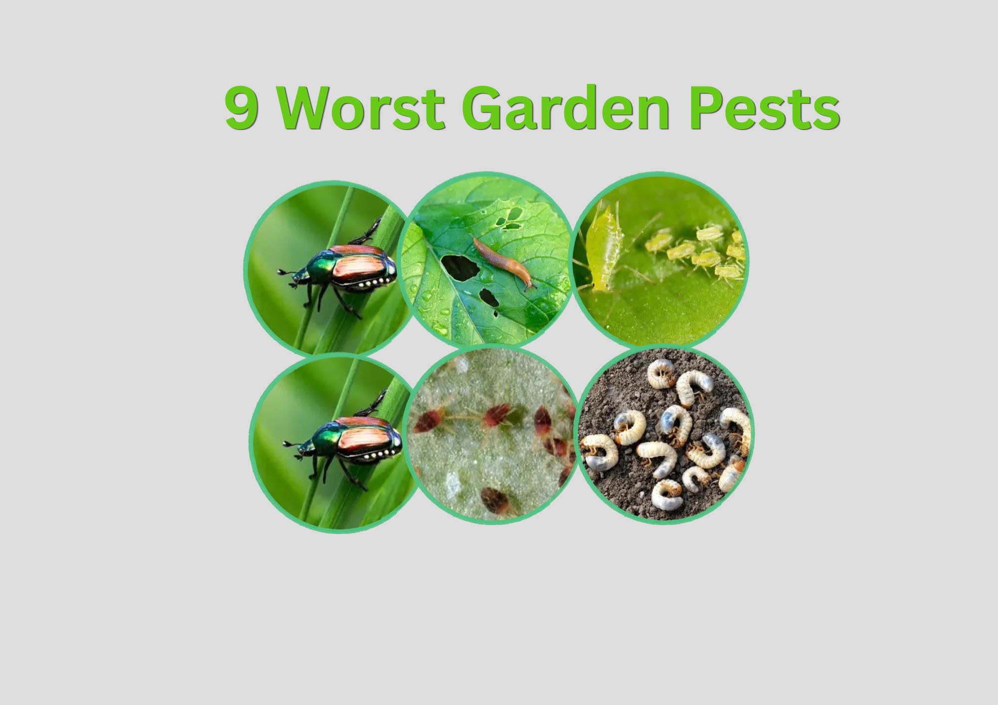 9 Worst Garden Pests and How to Get Rid of Them Naturally and Effectively