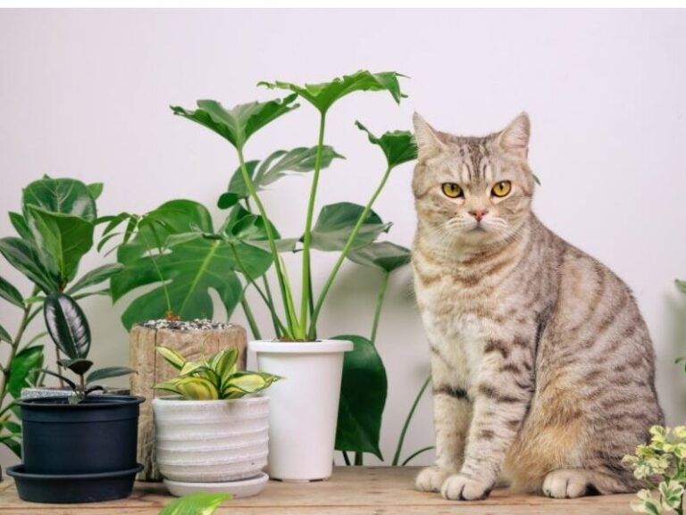 Is Donkey Tail Toxic to Cats