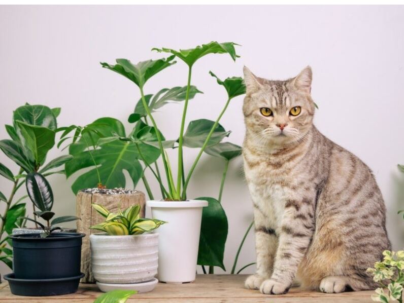 Is Donkey Tail Toxic to Cats