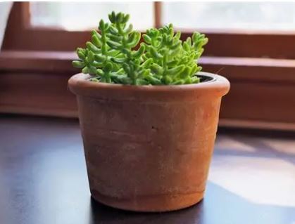 10 Donkey Tail Plant Benefits for Health, Decor, and Easy Care