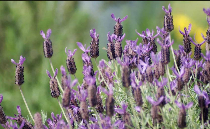 Is Lavender a Perennial in Edmonton? Best Varieties for Alberta Gardens