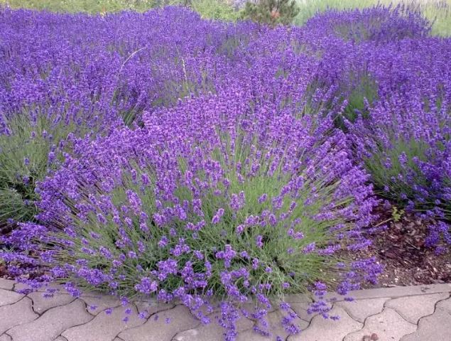 Canada Zone 3 Planting of Lavender in Harsh Winter Areas