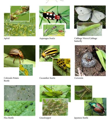 10 Common Garden Soil Pests and How to Get Rid of Them