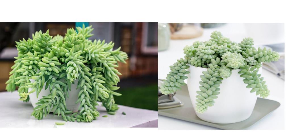 Burro’s Tail vs Donkey Tail