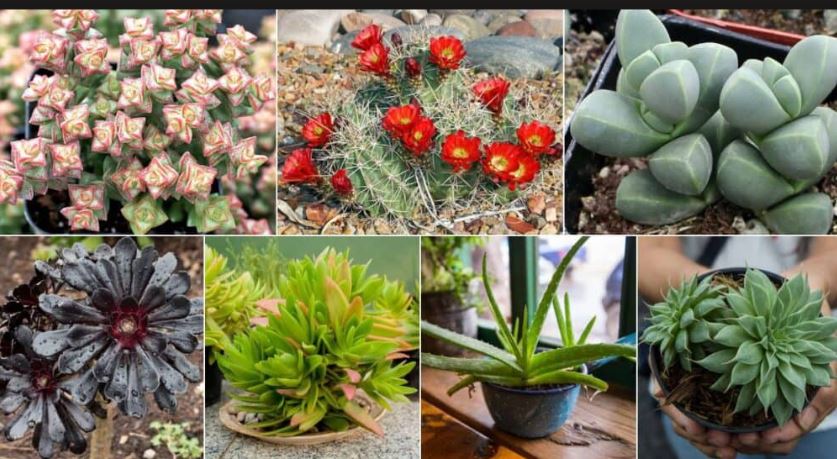 Are Succulent Plants Poisonous to Humans? Symptoms, Risks, and Safety Tips
