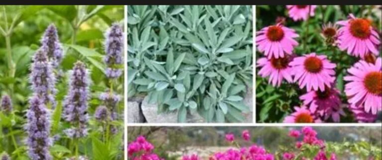 16 Best Drought Tolerant Plants That Need Little Water