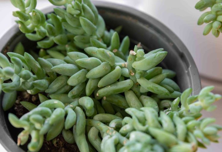 Burro’s Tail Soil Guide: Best Mix, Drainage, and Pot Tips