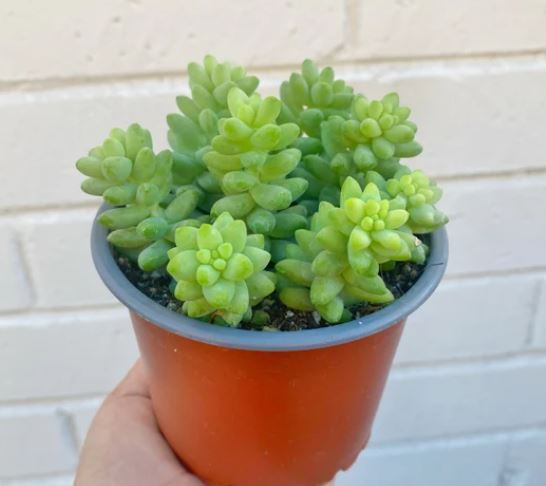 Indoor Burro’s Tail Care Guide: Light, Water, Soil & Propagation Tips