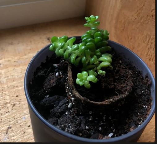 Why Is My Burro’s Tail Dying