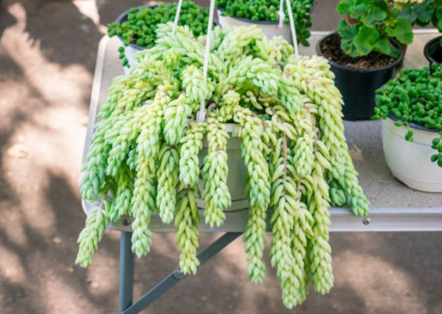 Donkey Tail Plant Care Guide: How to Grow a Healthy Burro’s Tail Succulent