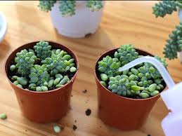 How Often to Water Burro’s Tail