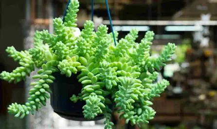 Burro’s Tail vs Donkey Tail Plant Identification