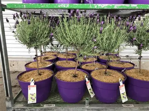 Canada Zone 3 Planting of Lavender in Harsh Winter Areas