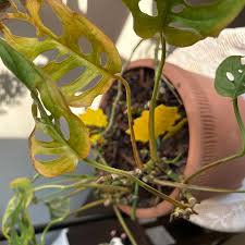 Yellow or Mushy Stems