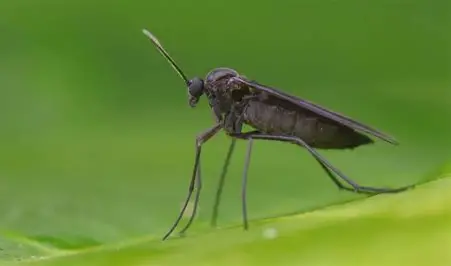 Fungus Gnats – Why Are Tiny Flies a Problem for Plants?