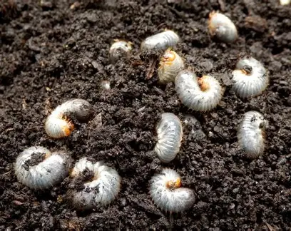 White Grubs