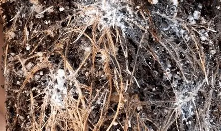 Root Mealybugs – Soil-Dwelling Sap Suckers