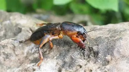 Mole Crickets – Burrowing Pests That Damage Roots