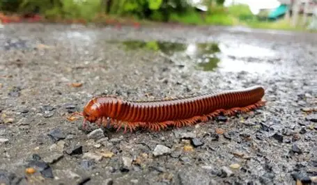 Millipedes – Are They Helpful or Harmful in Gardens?