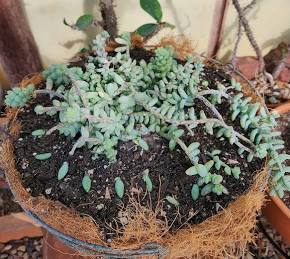 Why Well-Draining Soil Is Important for Burro’s Tail