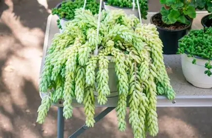 Main Differences Between Burro’s Tail and Donkey Tail