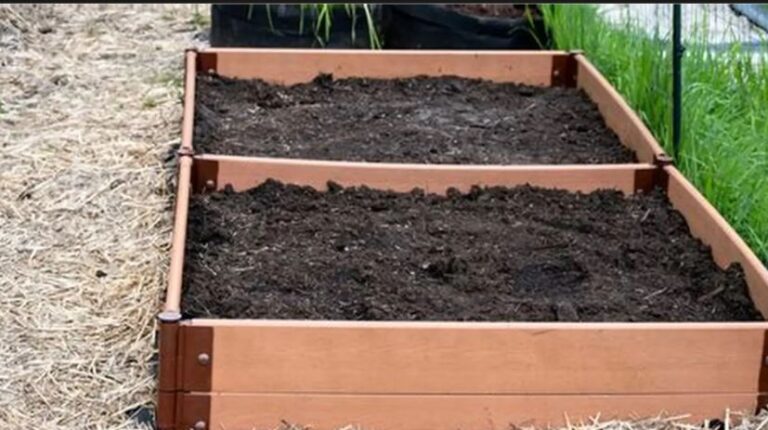 5 Best Raised Bed Soil for Vegetables (2026 Reviews & Growing Guide)