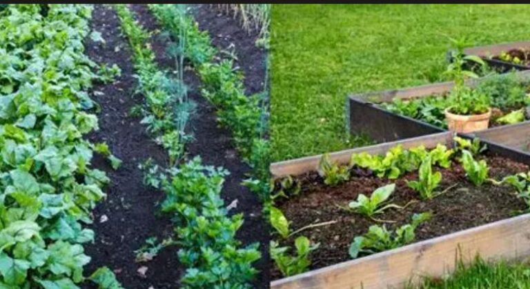 Raised Garden Bed Soil vs Garden Soil: What's the Difference and Which One Do You Need?