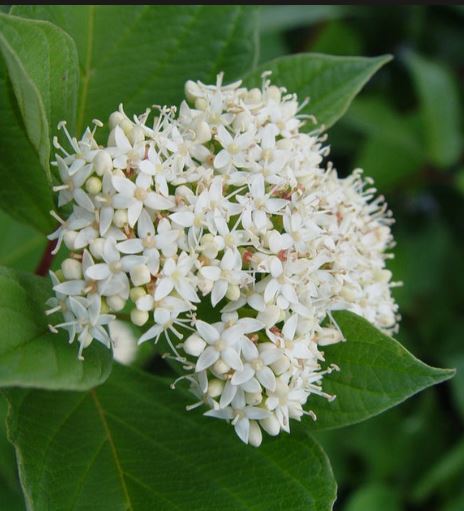 Best Shrubs in Canada: Top 5 Hardy Shrubs Worth Planting