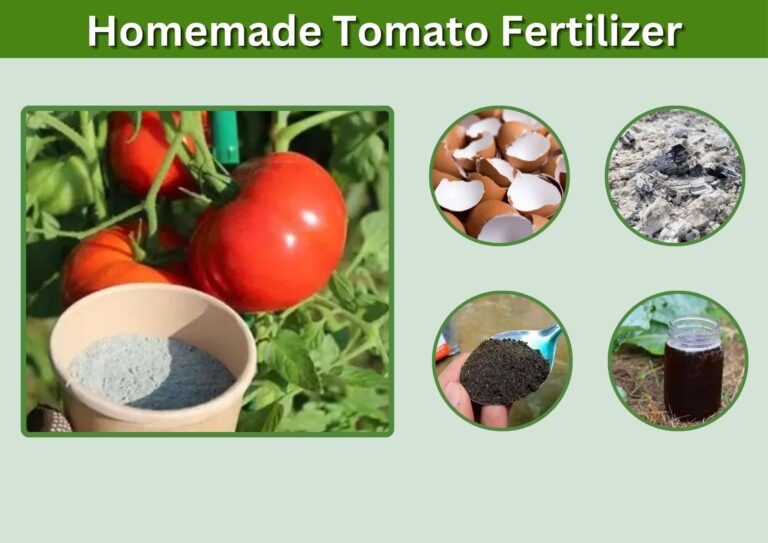 Homemade Tomato Fertilizer: The Complete Guide to Natural, Cost-Effective Plant Nutrition