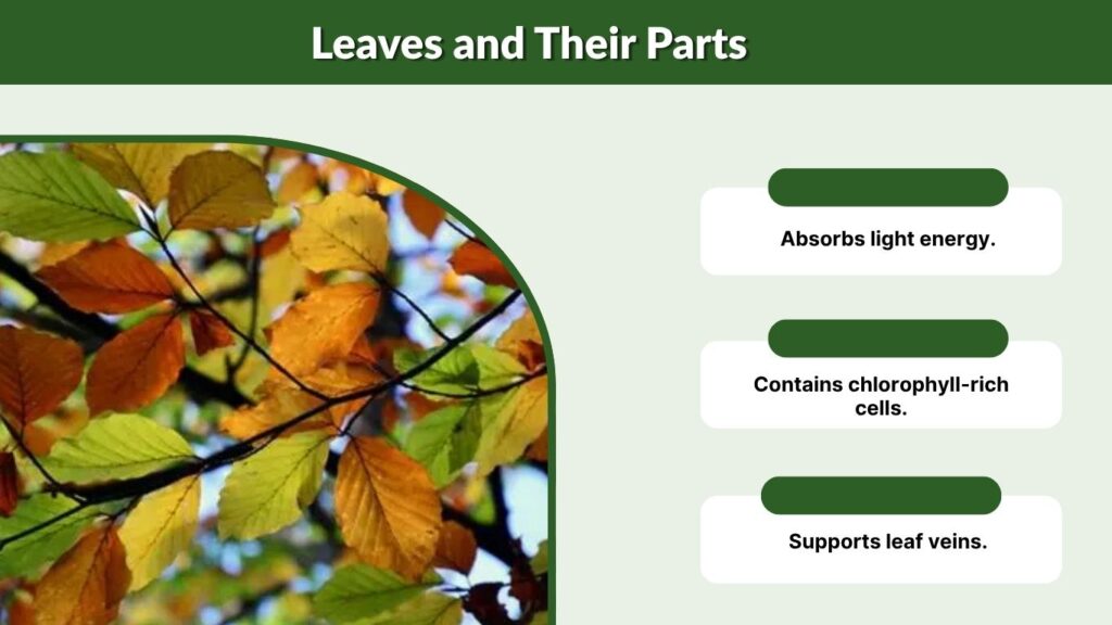Leaves and Their Parts