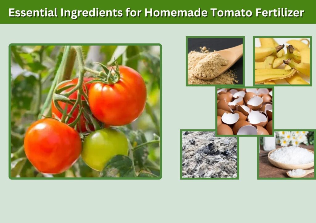 Essential Ingredients for Homemade Tomato Fertilizer