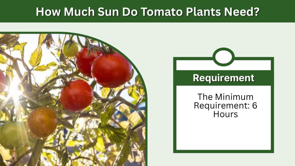 How Much Sun Do Tomato Plants Need?